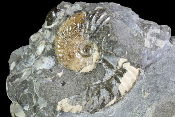 Hoploscaphites Ammonite & Clam Cluster- South Dakota #86201